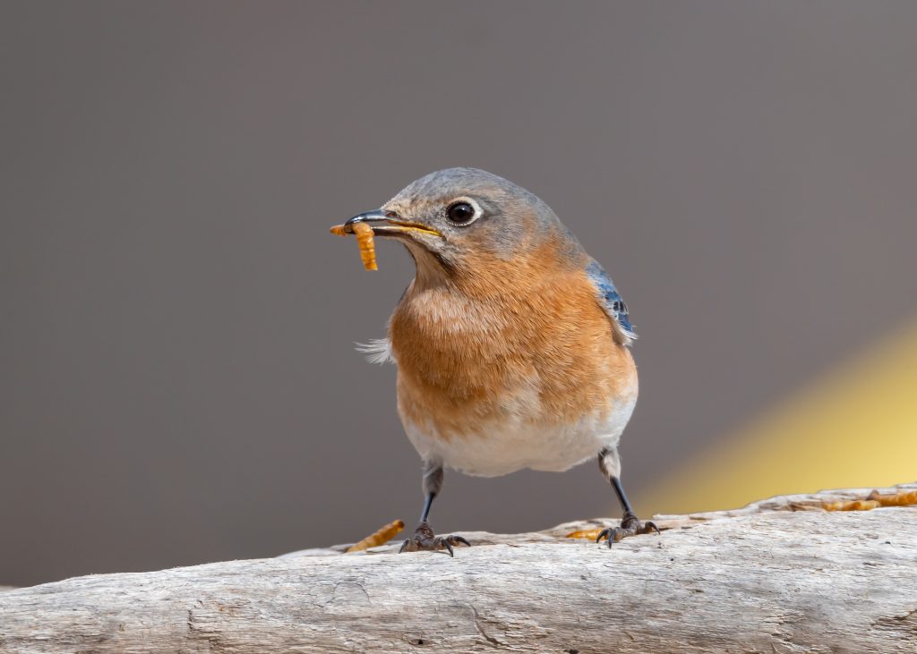 early-bird-bookkeeping-job-hunt-job-site-alerts-Indeed-Seek-Office-Admin-Bookkeeping-Accounts-Jobs-Online Training Courses in Xero, MYOB & Microsoft Excel