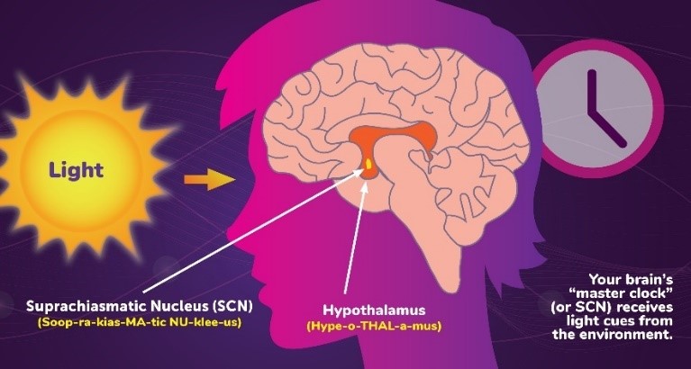 circadian rhythm-hypothalamus Master Xero and MYOB using EzyLearn's unique short course modular format